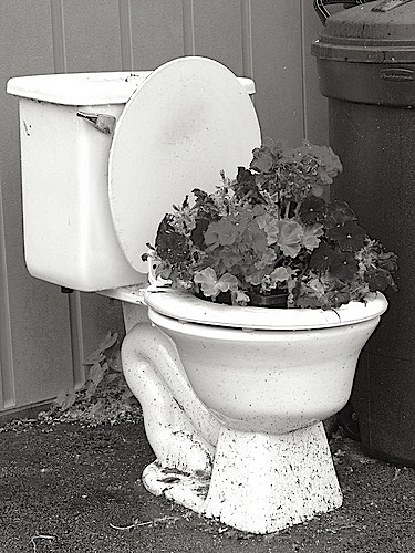 toiletflowerpot